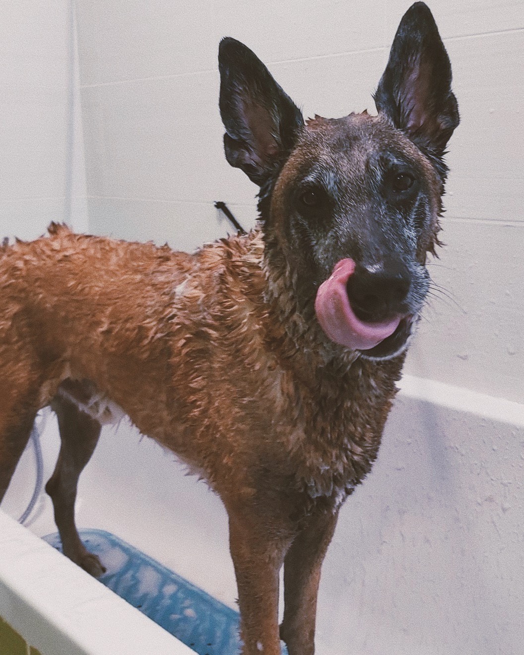 Perro en baño