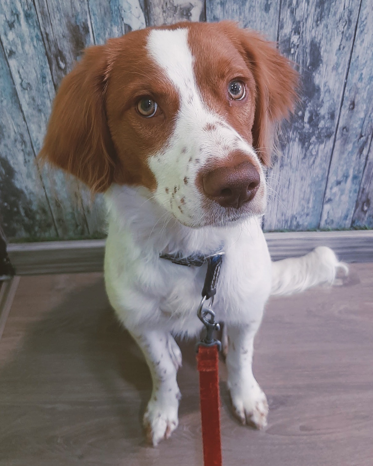Perro siendo cepillado