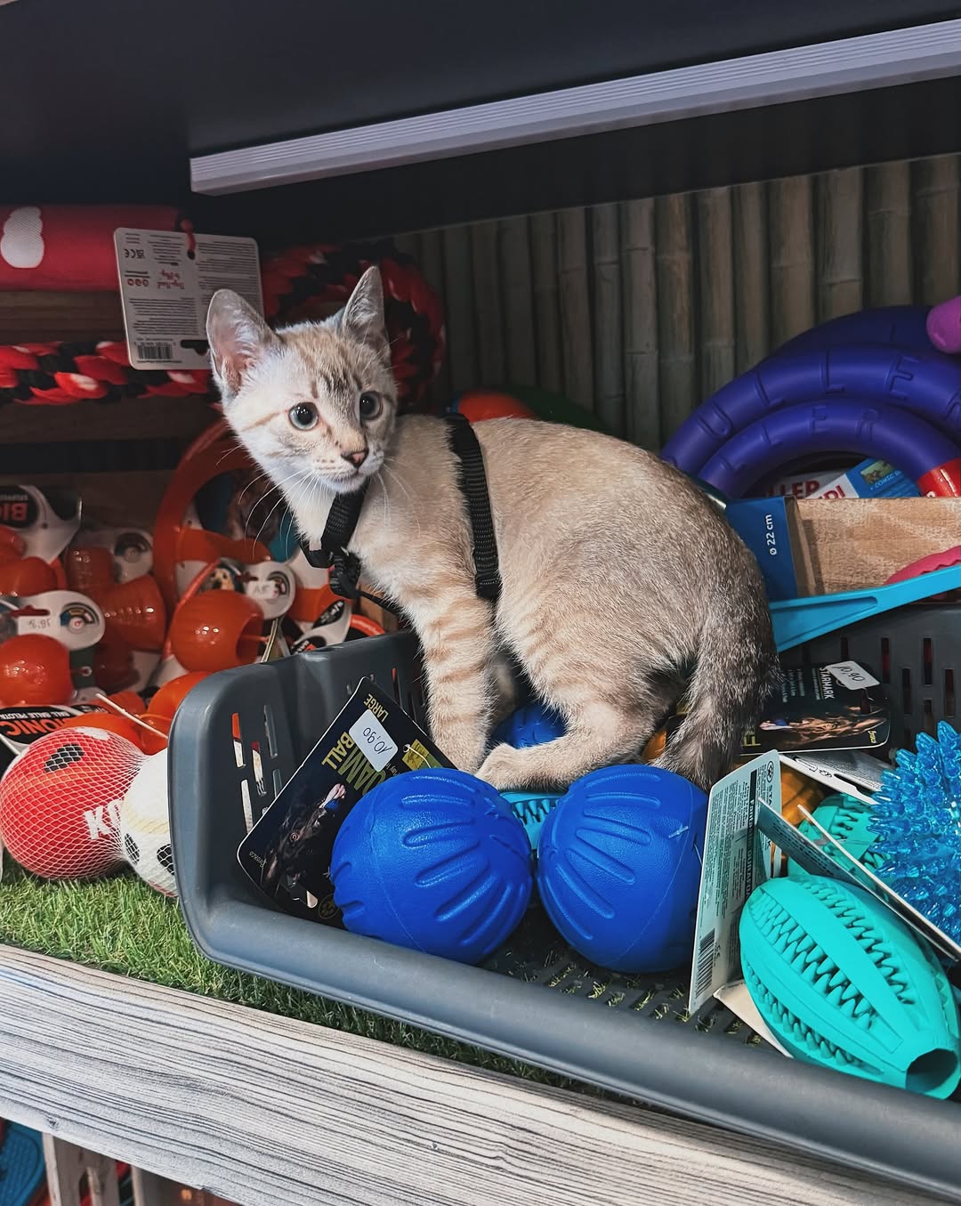 Gato en tienda